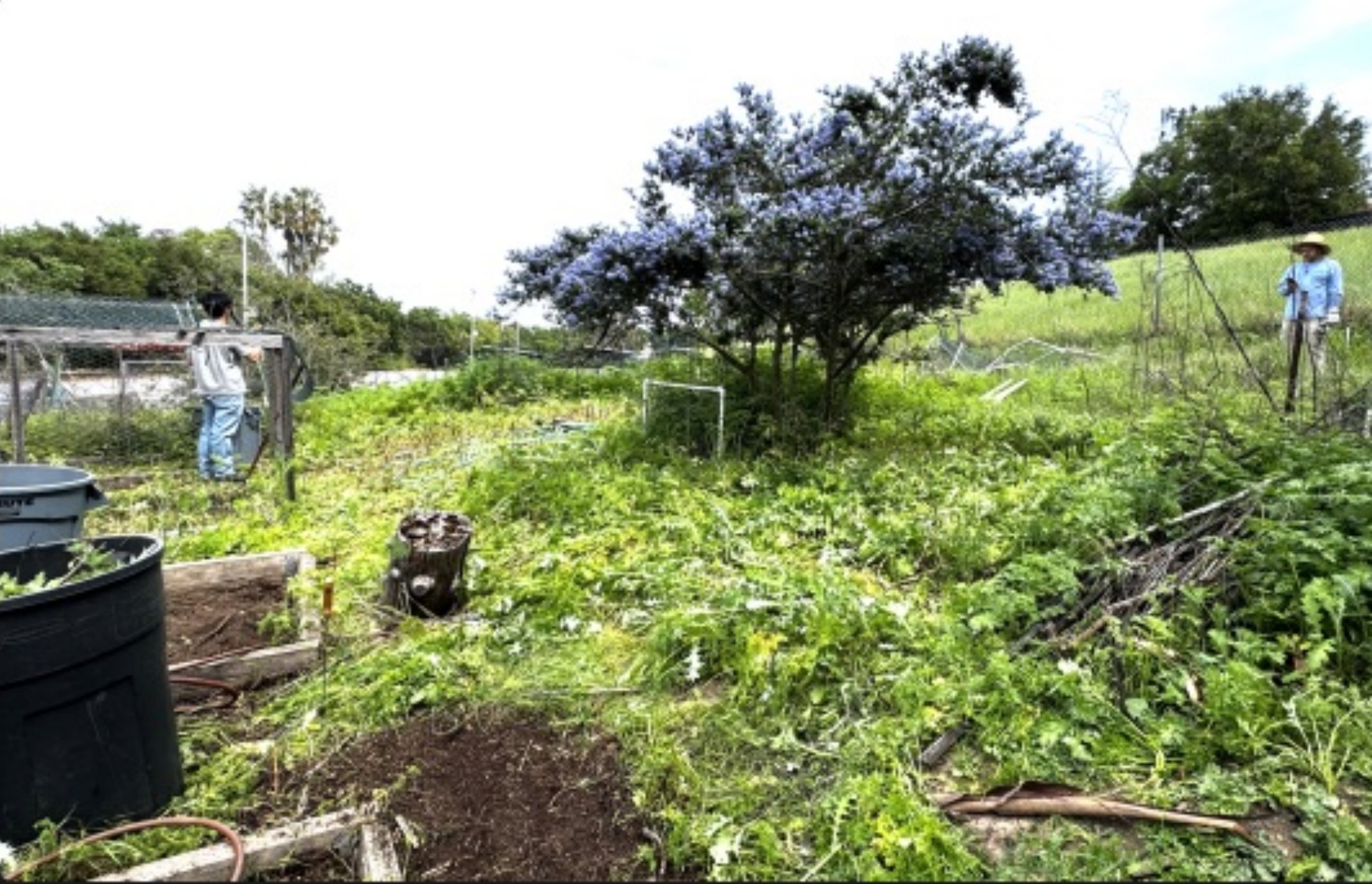 Foothill Community Garden